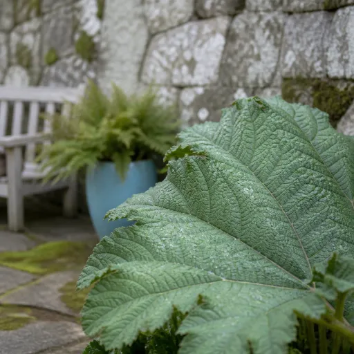 Jardins de Kerdalo : le jardin secret du Trégor où poussent les plantes du bout du monde