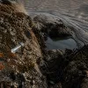 Pêche à pied à Damgan aujourd’hui : marées, saveurs marines et sécurité sanitaire