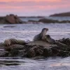Voyage en Bretagne : vivre l’émotion des phoques sur les îles du Ponant