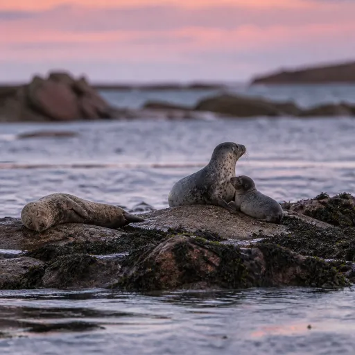 Voyage en Bretagne : vivre l’émotion des phoques sur les îles du Ponant