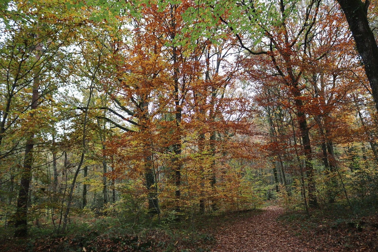Chemin forestier sous les hêtres aux feuilles dorées dans la forêt de Brocéliande en automne