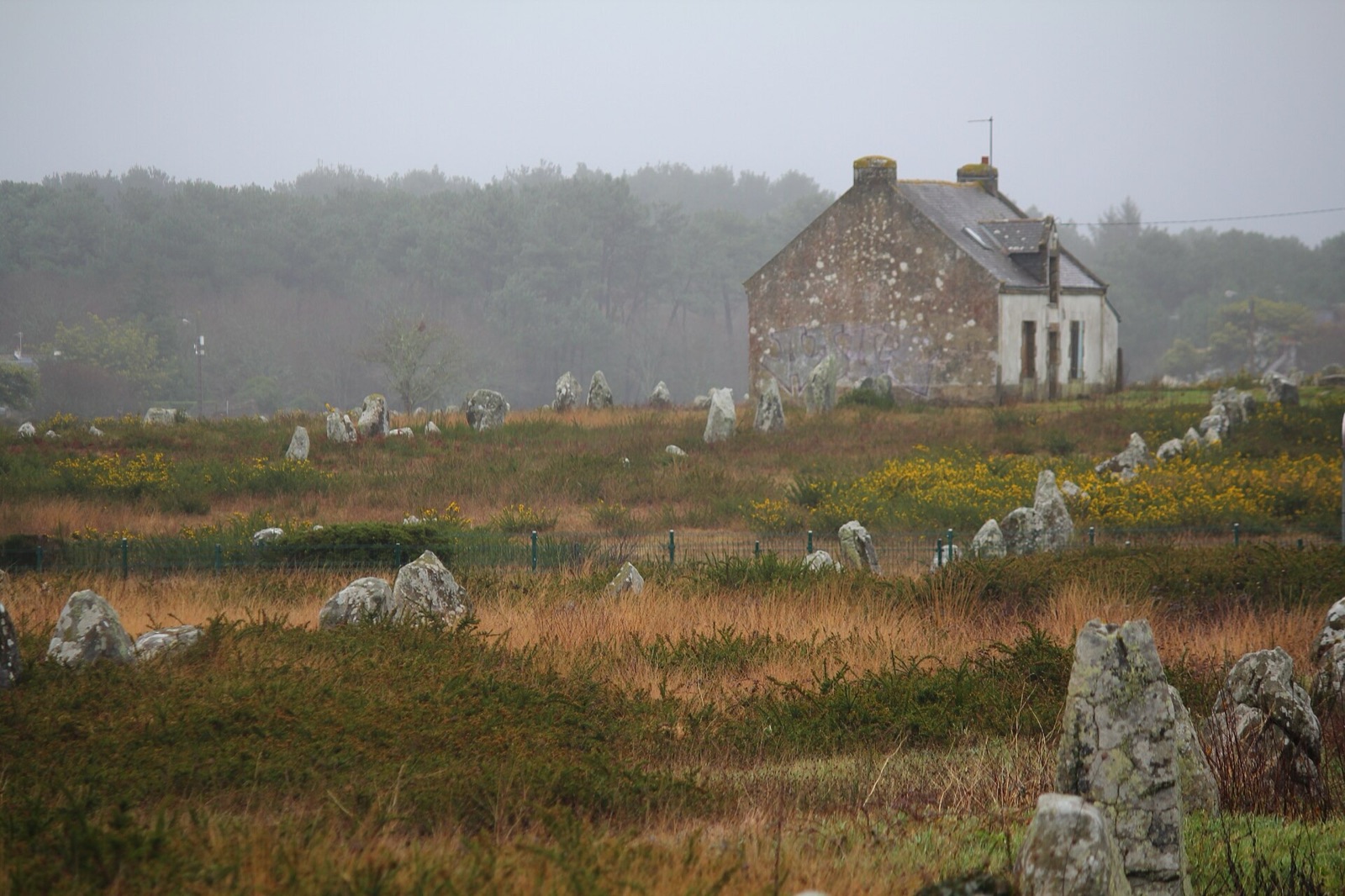 Les menhirs de l'alignement du Ménec à Carnac dans la lande, un jour de brume en janvier
